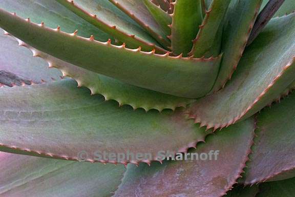 aloe abyssinica 3 graphic